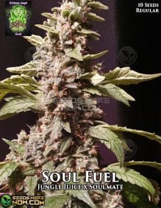 Soul Fuel (regular) - Trichome Jungle