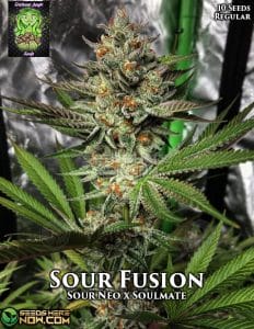 Sour Fusion (regular) - Trichome Jungle