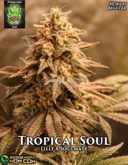 Trichome Jungle - Tropical Soul {REG} [10pk]trichome-jungle-tropical-soul