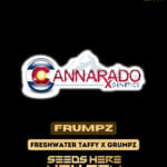 Frumpz (Regular) - Cannarado Genetics