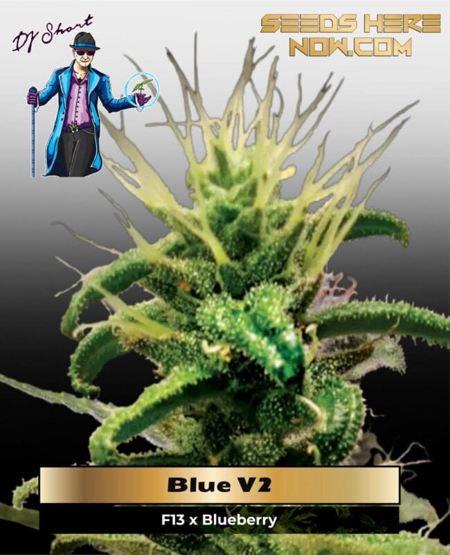 Blue V-2 (Regular) - DJ Short Seeds