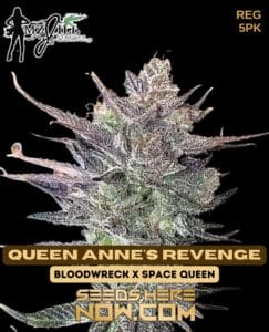 Queen Anne's Revenge (regular) - Mz Jill Genetics