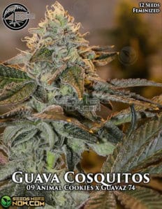 Guava cosquitos (feminized) - bloom seed co.
