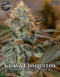 Bloom Seed Co. - Guava Cosquitos {FEM} [12pk]bloom-seeds-guava-cosquitos