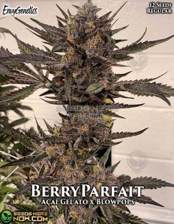 Envy Genetics - BerryParfait {REG} [12pk] +Breeder Giftenvy-genetics-berryparfait marijuana seeds