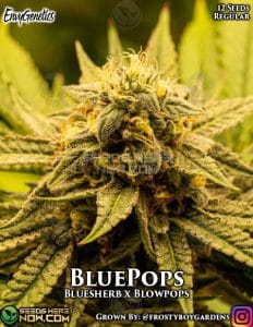 Bluepops (regular) - Envy Genetics