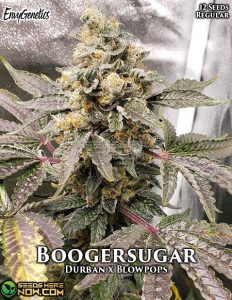 Boogersugar (regular) - Envy Genetics