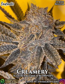 Envy Genetics - Creamery {REG} [12pk] +Breeder Giftenvy genetics creamery strain picture for sale of marijuana seeds