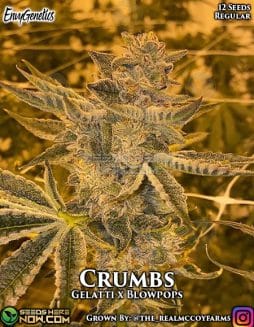 Envy Genetics - Crumbs {REG} [12pk] +Breeder Giftenvy genetics crumbs marijuana seeds