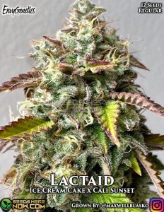 Lactaid (regular) - Envy Genetics