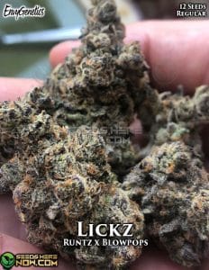 Lickz (Regular) (space) Envy Genetics