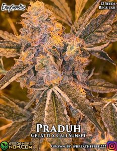 Praduh (regular) - Envy Genetics