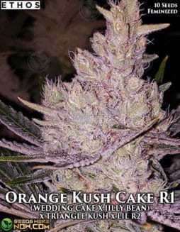 Ethos Genetics - Orange Kush Cake R1 {FEM} [10pk]orange kush cake r1