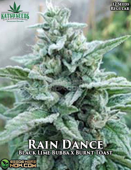 - Katsu Seeds - Rain Dance {Reg} [12Pk]