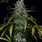 P.O.H. (Regular) - Second Generation Genetics