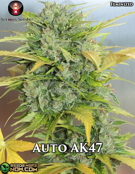 - Serious Seeds - Auto Ak47 {Fem} [6Pk]