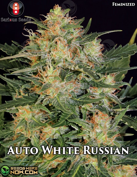 - Serious Seeds - Auto White Russian {Fem} [3Pk]