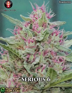 Serious Seeds - Serious 6  {FEM} [3pk]
