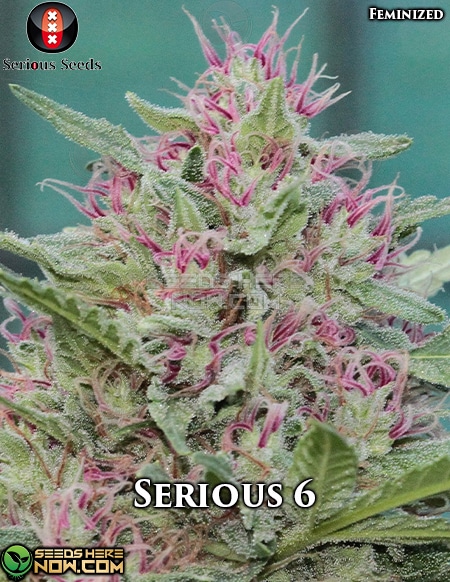 - Serious Seeds - Serious 6 {Fem} [3Pk]