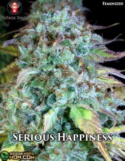 Serious Seeds - Serious Happiness  {FEM} [3pk]