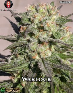 Serious Seeds - Warlock  {FEM} [3pk]