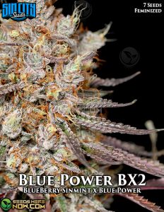 Blue power bx2 (feminized) - sin city seeds