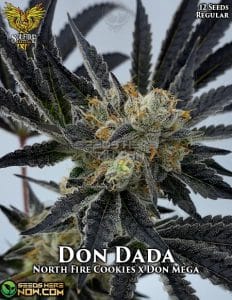 Don dada (regular) - solfire gardens