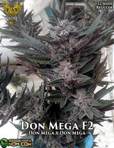 The Don Mega F2 (Regular) (space) Solfire Gardens