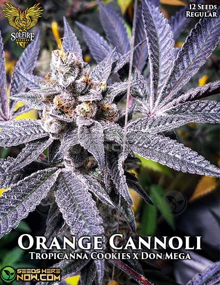 - Solfire Gardens - Orange Cannoli Retired {Reg} [12Pk]