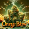 Orange blow (regular) - envy genetics