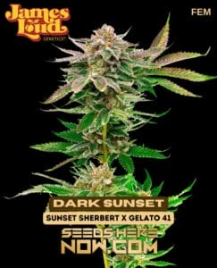 Dark Sunset (feminized) - James Loud Genetics