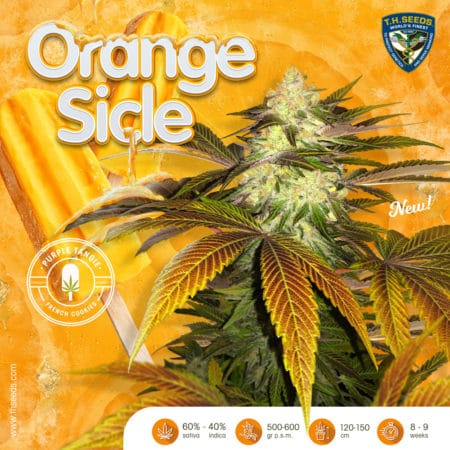T.h.seeds-Orangesicle-Promo