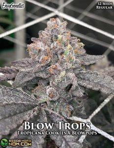 Blow Trops (Regular) (space) Envy Genetics