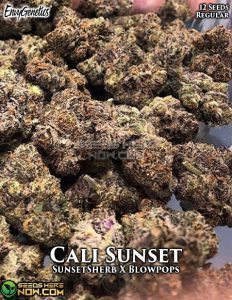 Cali Sunset (Regular) (space) Envy Genetics