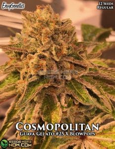 Cosmopolitan (Regular) (space) Envy Genetics