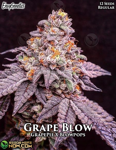 - Envy Genetics - Grape Blow {Reg} [12Pk] +Breeder Gift