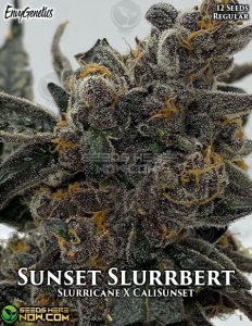 Sunset Slurrbert (Regular) (space) Envy Genetics