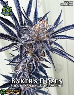 Exotic Genetix - Baker's Dozen {FEM} [6pk]exotic-genetix-bakers-dozen