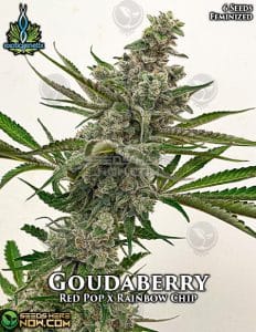 Goudaberry (feminized) - exotic genetix