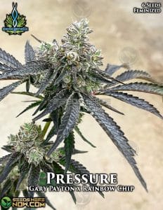 Pressure (feminized) - exotic genetix