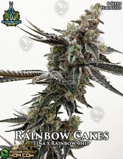 Exotic Genetix - Rainbow Cakes {FEM} [6pk]exotic-genetix-rainbow-cakes