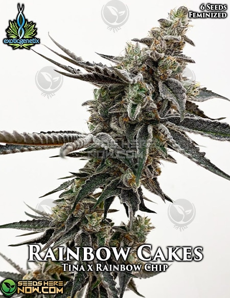 Exotic-Genetix-Rainbow-Cakes