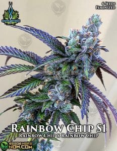 Rainbow Chip S1 (Feminized) - Exotic Genetix