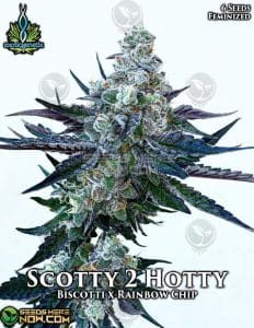 Scotty 2 hotty (feminized) - exotic genetix