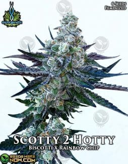 Exotic Genetix - Scotty 2 Hotty {FEM} [6pk]exotic-genetix-scotty-2-hotty