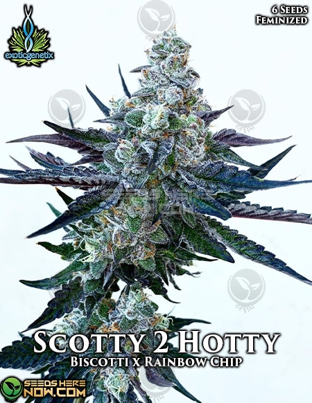 Exotic-Genetix-Scotty-2-Hotty