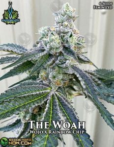 The woah (feminized) - exotic genetix