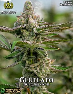 Gluelato (feminized) - james loud genetics