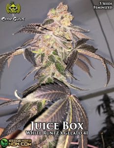 Juice box (feminized) - james loud genetics