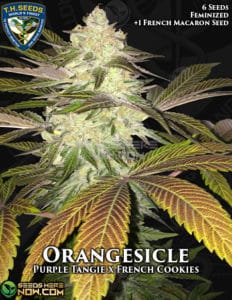 Orangesicle Bonus Pack (feminized) - T.h. Seeds